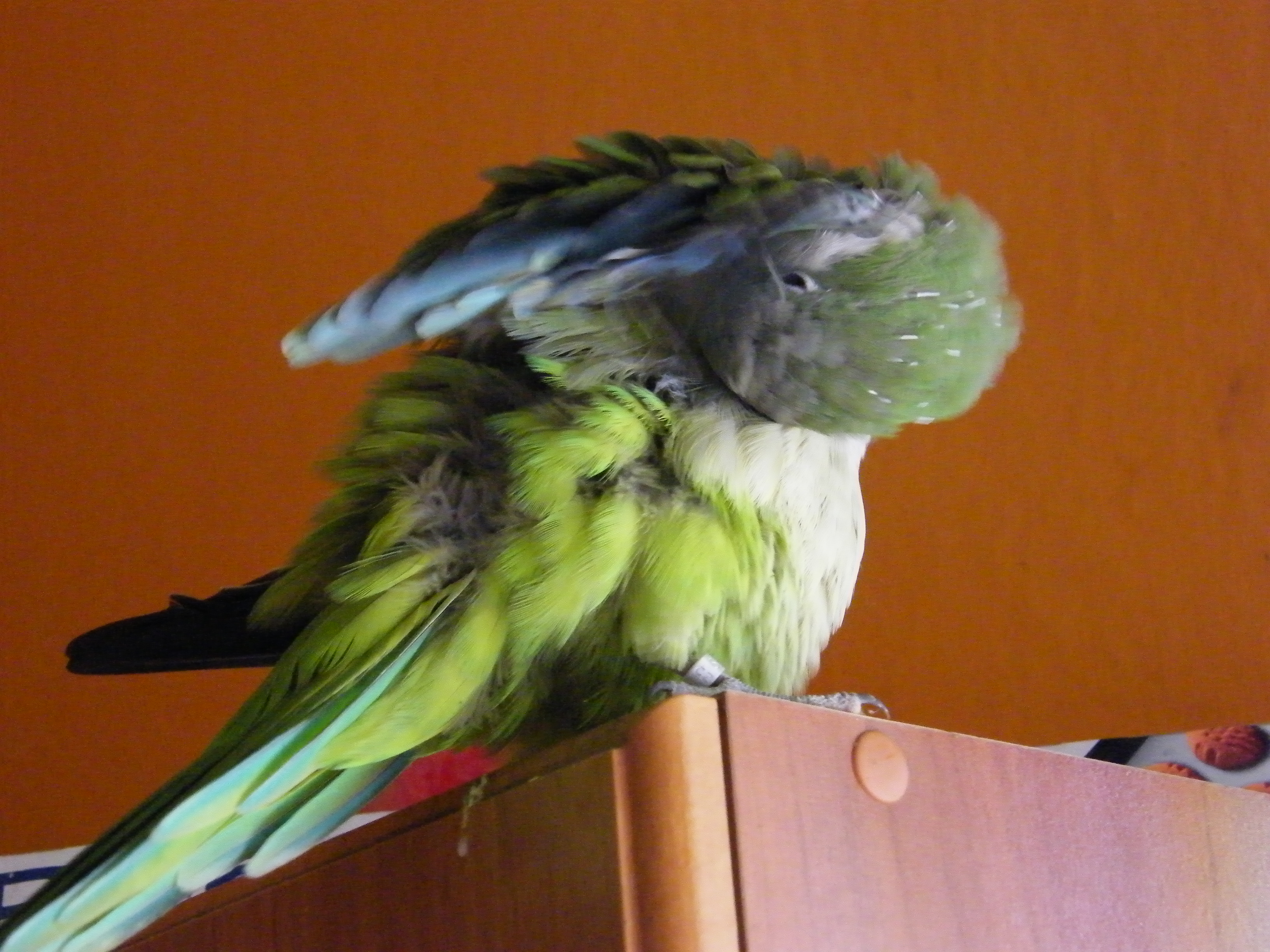 DSCF6278